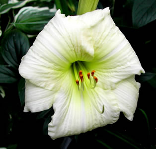 Hemerocallis Joan Senior